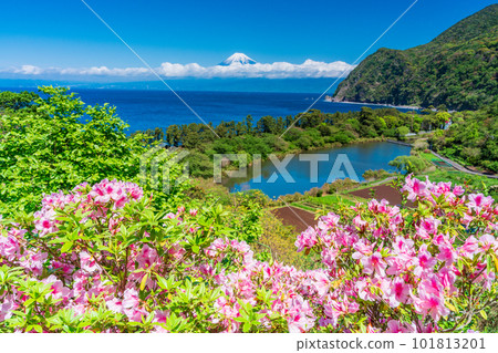 (Shizuoka Prefecture) Mt. Fuji seen from Nishiizu Ida with azaleas 101813201