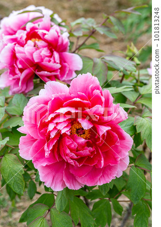 花園裡盛開的粉紅色鈕扣花 101813248