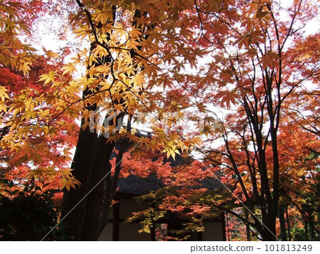 秋葉鮮豔的常寂光寺 秋葉鮮豔的常寂光寺 101813249