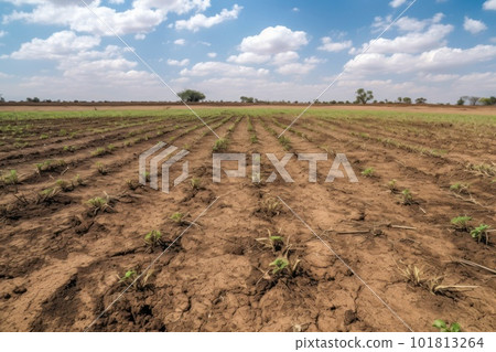 Dry cracked agricultural field due to drought, lack of water 101813264