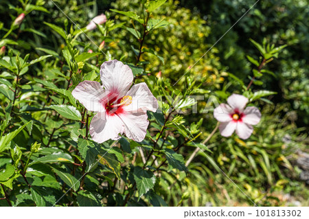 Hibiscus on Ishigaki Island 101813302