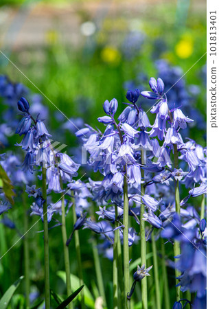 Scilla campanulata flowers blooming in the forest 101813401
