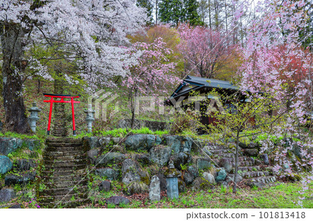 Cherry blossoms at Dengyo-in Temple 101813418