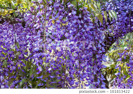 Close-up of light purple wisteria flowers 101813422