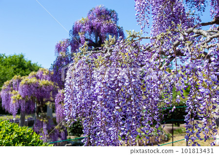 Wisteria flowers in the hilly garden Wisteria flowers in the hilly garden 101813431