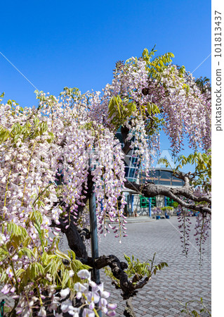 Wisteria flowers in the hilly garden 101813437