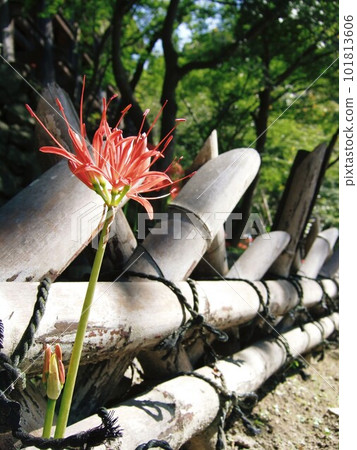 Cluster amaryllis in bloom at Kiyomizu Temple Cluster amaryllis in bloom at Kiyomizu Temple 101813606
