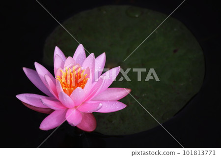 beautiful pink water lily flower beautiful pink water lily flower 101813771