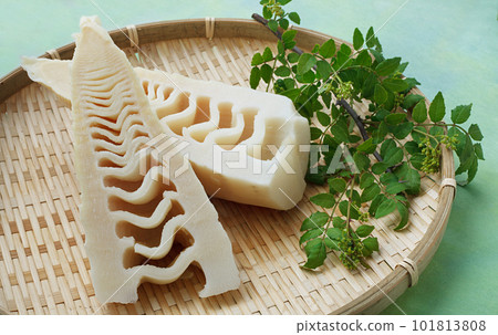 Boiled bamboo shoots 101813808