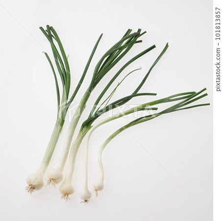 Wild garlic white background 101813857