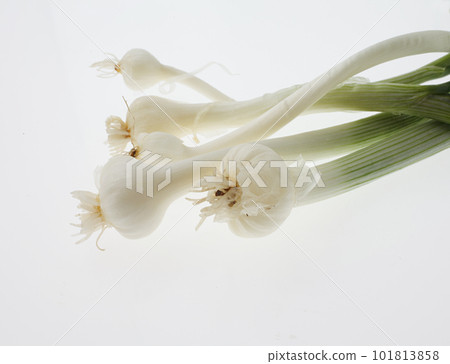 Wild garlic white background Wild garlic white background 101813858