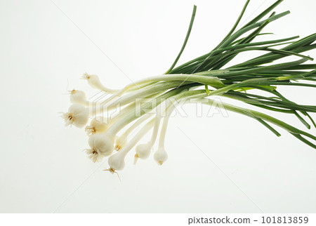 野生大蒜白色背景 101813859