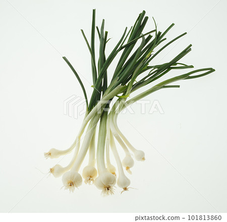 Wild garlic white background 101813860
