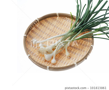 Wild garlic white background 101813861