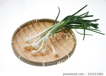 野生大蒜白色背景 101813862