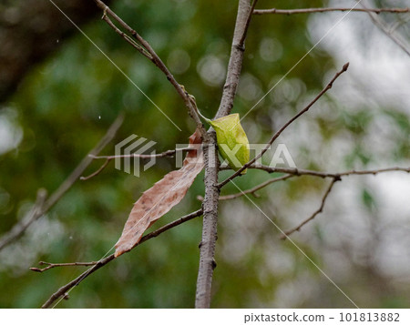 Cocoon of Usta Viga 101813882