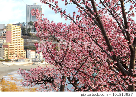 Shizuoka Prefecture Atami Onsen Atamizakura Shizuoka Prefecture Atami Onsen Atamizakura 101813927