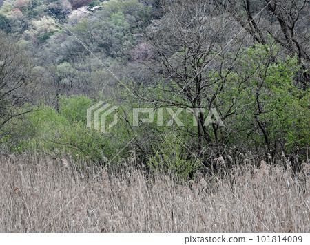 新綠季節 矢田川上游的濕地植被 新綠季節 矢田川上游的濕地植被 101814009