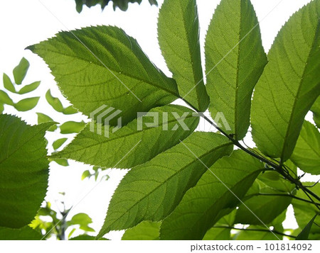Up of young leaves of Udo Up of young leaves of Udo 101814092