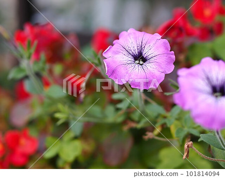 Pink color petunia flower 101814094