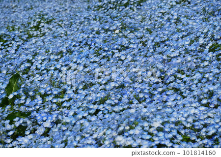 日立海濱公園盛開的 nemophila 風景 101814160