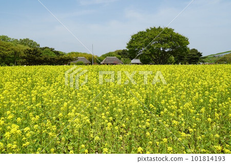 Blooming rapeseed flowers Scenery of Hitachi Seaside Park 101814193