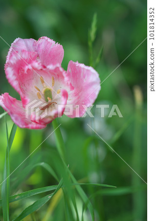 開花的鬱金香 開花的鬱金香 101814352