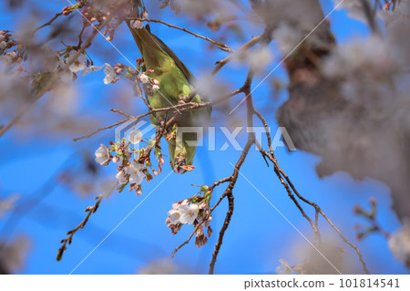 parrot eating cherry parrot eating cherry 101814541