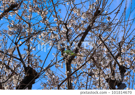 parrot eating cherry parrot eating cherry 101814670