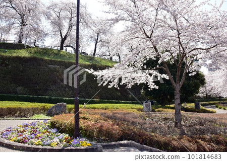 Maebashi City Maebashi Park Earthworks, Cherry Blossom Trees in Full Bloom and Walking Path 101814683