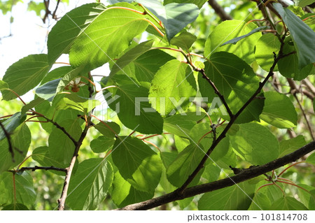Natural plant: Pear pear, a climbing plant. Large leaves grow thick to cover the host tree 101814708