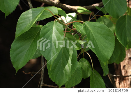 A natural plant, striped pear, the leaves are about 20 centimeters long. Needle-shaped sawtooth is one of the features 101814709
