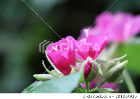 Dombear seminole 花蕾和雨滴 101814930