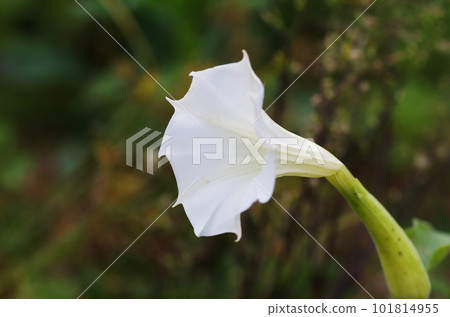 Flower of morning glory Flower of morning glory 101814955