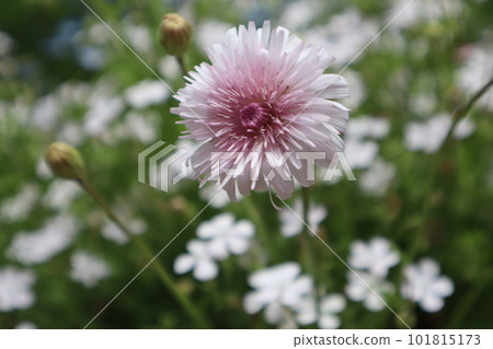 Pink dandelions blooming in the flower bed in the garden Pink dandelions blooming in the flower bed in the garden 101815173