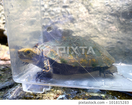 Japanese turtle Japanese turtle 101815283