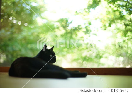 一隻黑貓在綠葉花園的背景下放鬆 101815652