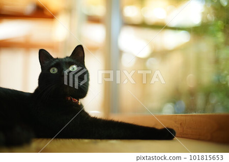 一隻黑貓在綠葉花園的背景下放鬆 一隻黑貓在綠葉花園的背景下放鬆 101815653