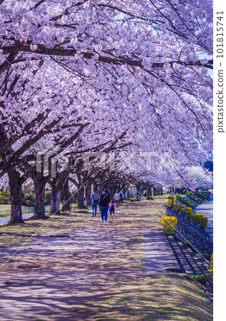 Beautiful row of cherry blossom trees in Nakagawa Riverside Park, Nasushiobara City, Tochigi Prefecture 101815741