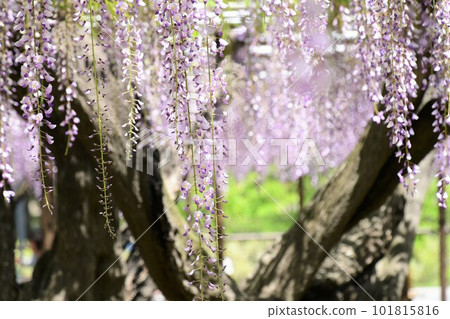 五萬石紫藤節（岡崎市） 101815816