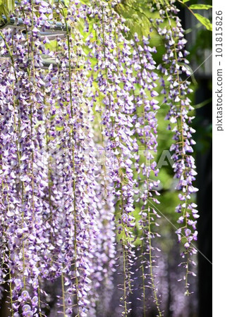 Gomangoku Wisteria Festival (Okazaki City) 101815826