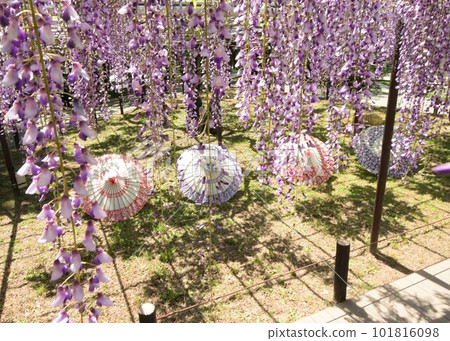 Collaboration of wisteria flowers and Japanese umbrellas (Okazaki) Collaboration of wisteria flowers and Japanese umbrellas (Okazaki) 101816098