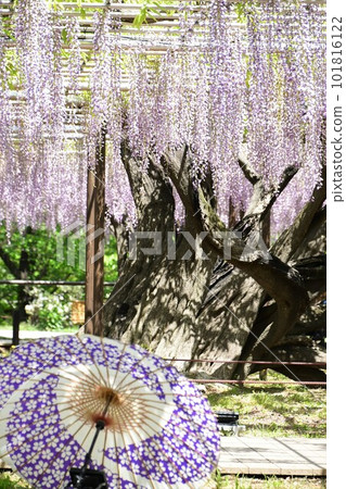 Collaboration of wisteria flowers and Japanese umbrellas (Okazaki) 101816122