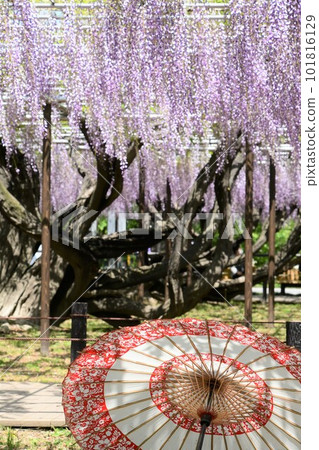 紫藤花和日本雨傘的合作（岡崎） 101816129