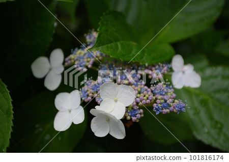 Hydrangea in Myorakuji 101816174