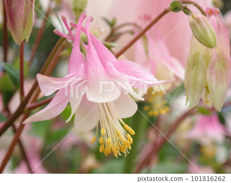 Spring flowers Spring flowers 101816262