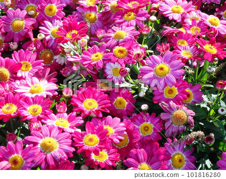 Spring flowers Spring flowers 101816280