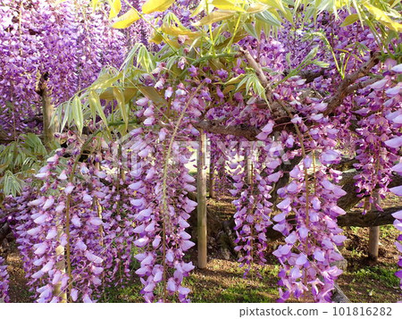 Spring flowers Spring flowers 101816282