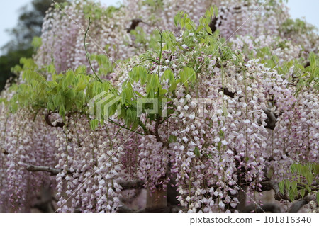 春天的花朵 春天的花朵 101816340