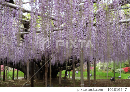 Spring flowers Spring flowers 101816347